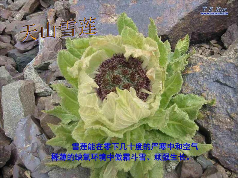 天山之音(欣赏)课件PPT07