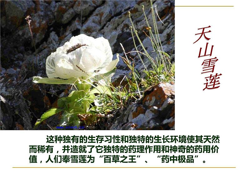 天山之音(欣赏)课件PPT08