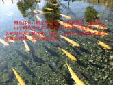 初中八年级下册音乐课件第二单元欣赏A大调(鳟鱼)(28张)ppt课件