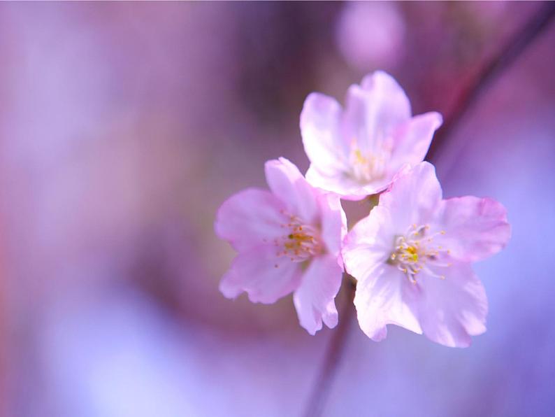 初中音乐 人教课标版（简谱） 七年级上册《樱花》课件07