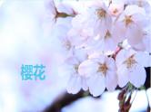 湘艺版八年级下册音乐课件 3.演唱 樱花