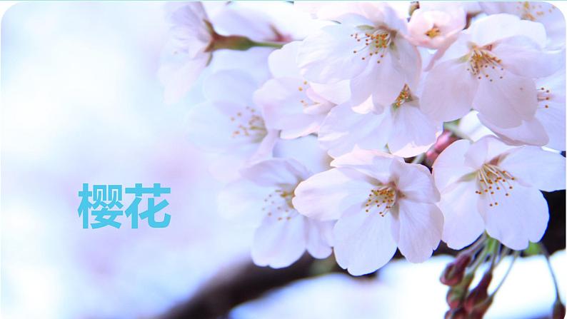 湘艺版八年级下册音乐课件 3.演唱 樱花03