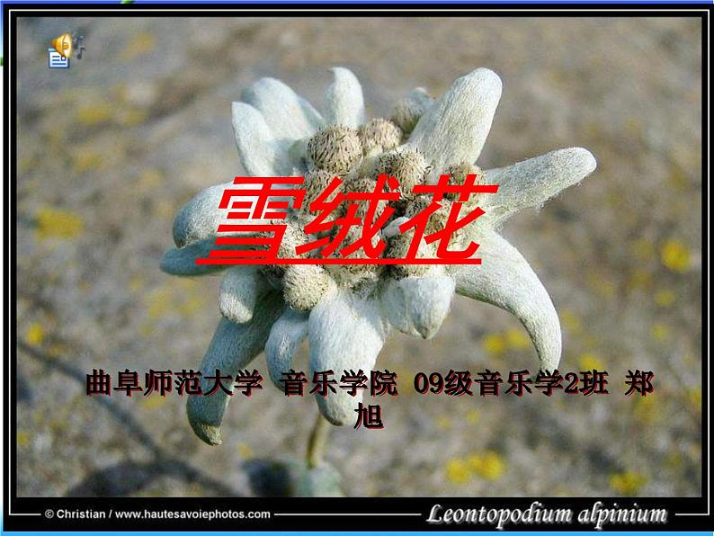 湘教版音乐七上《雪绒花》ppt课件-02