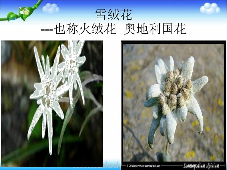 湘教版音乐七上《雪绒花》ppt课件-08