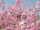 人教版八年級上冊音樂課件 4.1采花