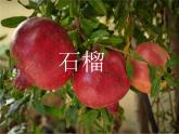 人教版八年級上冊音樂課件 4.1采花