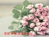 人教版七年级上册音乐课件  5.1樱花