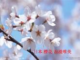 人教版七年级上册音乐课件  5.1樱花