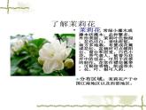 人音版初中音乐九年级上第一单元《茉莉花》课件