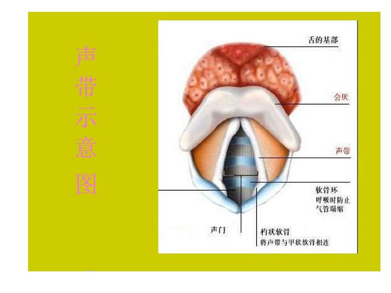 湘艺版音乐七年级上册  第一单元 变声期的嗓音保护 课件第3页