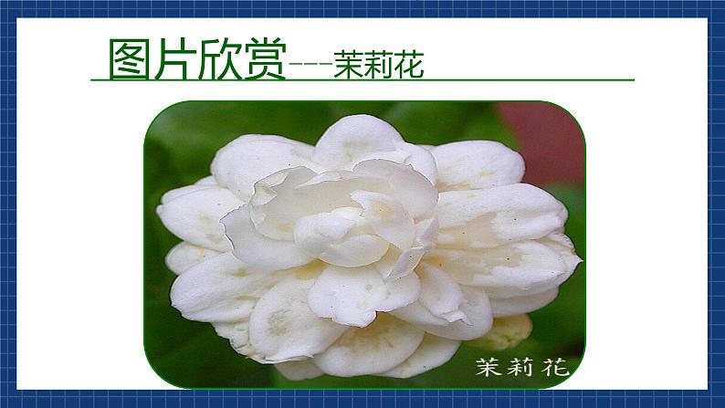 花城版音乐九上 《茉莉花》 课件+教案（无音频）02