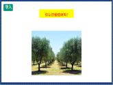 人教版音乐八年级上册第二单元欣赏《橄榄树》课件PPT+教案+音频等素材