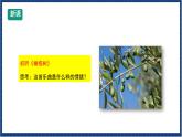 人教版音乐八年级上册第二单元欣赏《橄榄树》课件PPT+教案+音频等素材