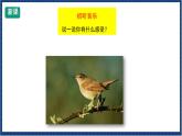 人教版音樂八年級(jí)上冊(cè)第二單元選聽《夜鶯》課件PPT+教案+音頻等素材