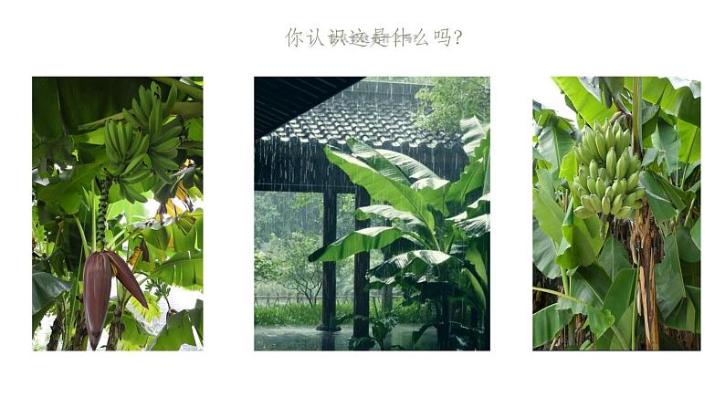 人音版初中音乐八年级上册课件《雨打芭蕉》01