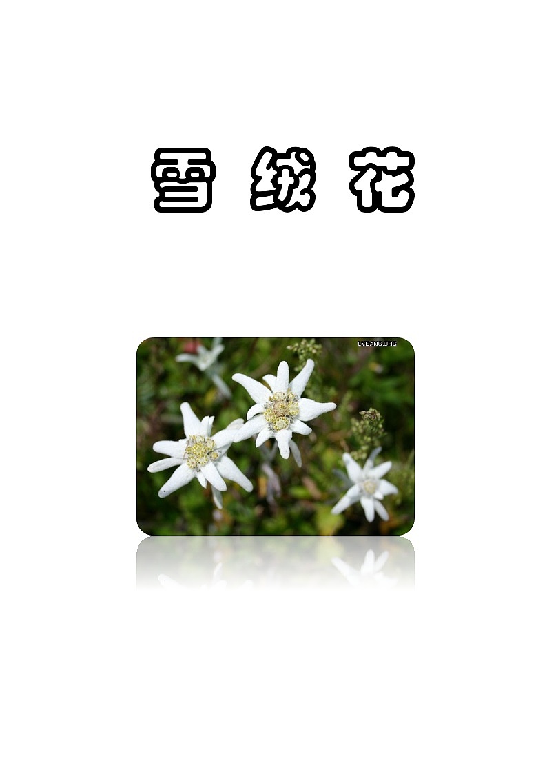 初中音乐教材同步人音版八年级上册第二单元 多彩音乐剧《雪绒花》教案第1页