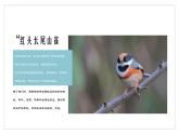 第二单元　飞翔的翅膀——小鸟，小鸟　课件人教版初中音乐七年级下册