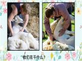 第五單元 環(huán)球之旅（二） 選唱 剪羊毛 課件 人教版 初中音樂七年級下冊