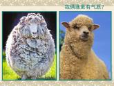 第五單元　環(huán)球之旅（二）—?dú)W洲與大洋洲——剪羊毛　課件　2023—2024學(xué)年人教版初中音樂七年級下冊