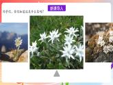 人音版音乐八年级上册 第2单元 《雪绒花》课件