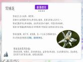 人音版音乐八年级上册 第2单元 《雪绒花》课件