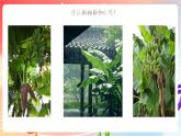 人音版音乐八年级上册 第5单元 《雨打芭蕉》课件