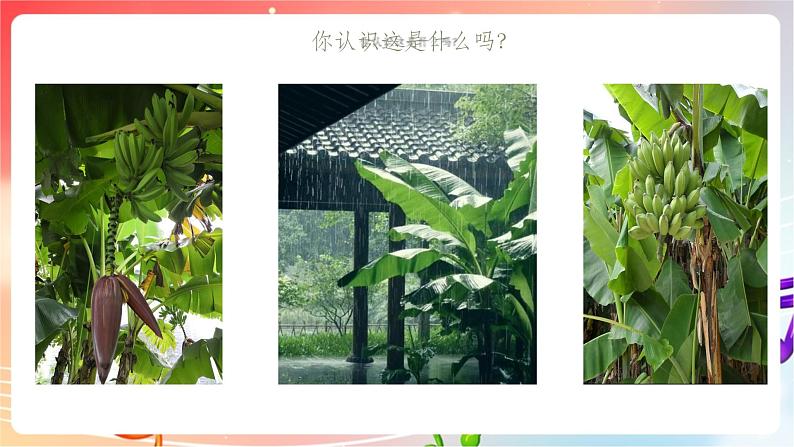 人音版音乐八年级上册 第5单元 《雨打芭蕉》课件03