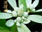 人音版音乐八年级上册（简谱）第二单元 雪绒花(1)课件