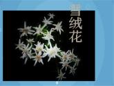 人音版音乐八年级上册（简谱）第二单元 雪绒花 (2)课件