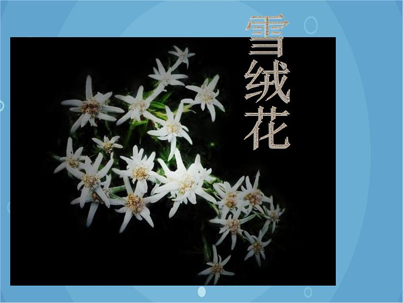 人音版音乐八年级上册（简谱）第二单元 雪绒花 (2)课件01