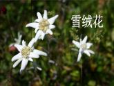 人音版音乐八年级上册（简谱）第二单元 雪绒花课件