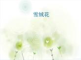 人音版音乐八年级上册（简谱）第二单元 歌曲《雪绒花》课件