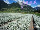 人音版音乐八年级上册（简谱）第二单元 歌曲《雪绒花》课件