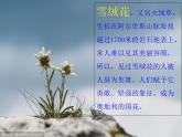 人音版音乐八年级上册（简谱）第二单元 雪绒花课件