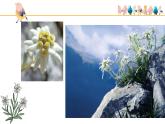 第二單元　多彩音樂劇《雪絨花》課件　2024—2025學(xué)年人音版初中音樂八年級(jí)上冊(cè)