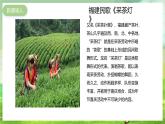 湘艺版音乐七年级下册第五单元欣赏《采茶灯》 课件