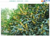 蘇少版八年級(jí)美術(shù)上冊(cè) 第2課 用心靈接觸自然課件PPT