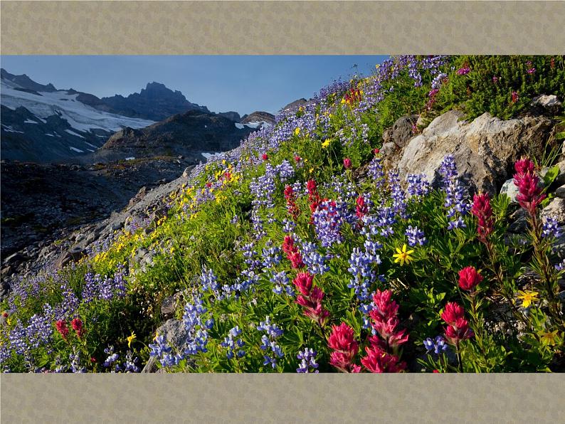 苏少版七年级美术上册 第1课 抒情与写意——中国花鸟画课件PPT第2页