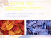 美術(shù)人教版七年級下冊【課件+教案+素材】第2單元 第1課
