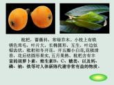 人教版初中美术九年级上册-1.1 枇   杷 课件