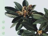 人教版初中美术九年级上册-1.1 枇   杷 课件
