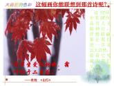 人美版美术七上6新课标美术大自然的色彩课件PPT