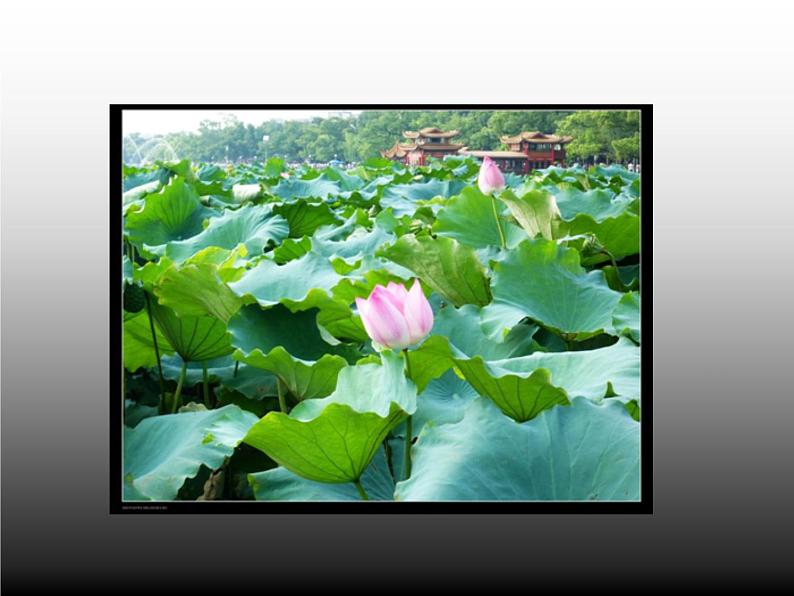 人教版 八年级上册 3 第2课 借物寓意课件PPT04