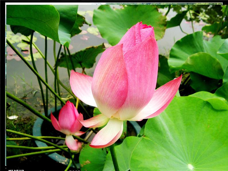 人教版 八年级上册 3 第2课 借物寓意课件PPT05