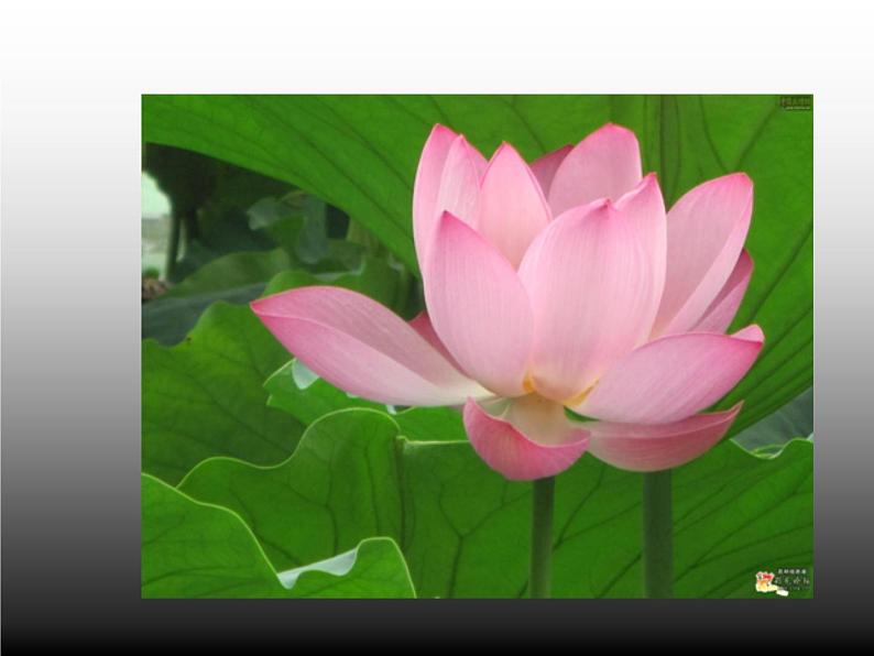 人教版 八年级上册 3 第2课 借物寓意课件PPT06