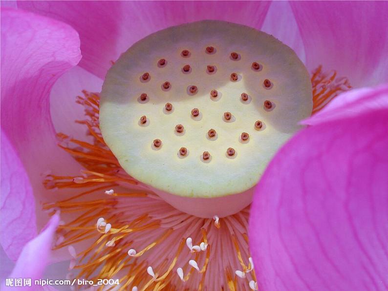 人教版 八年级上册 3 第2课 借物寓意课件PPT07