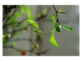 蘇少版八年級(jí)美術(shù)上冊(cè) 第2課 用心靈接觸自然課件PPT