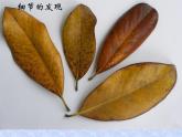 湘美版美術(shù)八上第4課《用畫筆觸摸細節(jié)》課件1