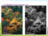4.《水与彩的艺术》课件