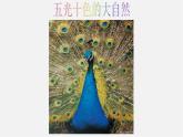 大自然的色彩PPT课件免费下载